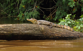 A caiman rests motionless on a log in Cano negro's murky river, blending into the wetland wilderness. 