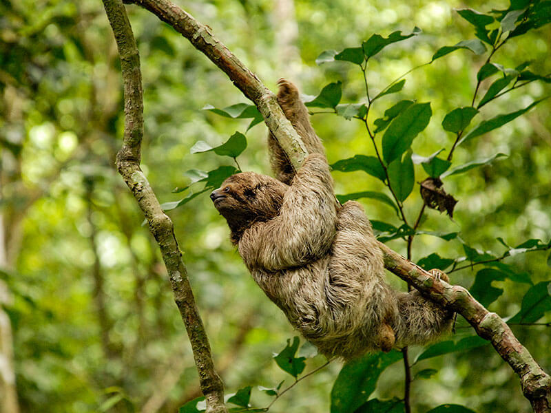 A relaxed sloth dangles from a branch in the lush Costa Rican rainforest, embracing pura vida vibes. 