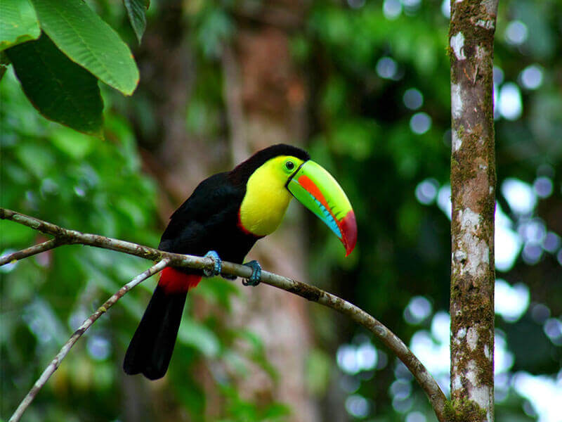 Toucan au Costa Rica