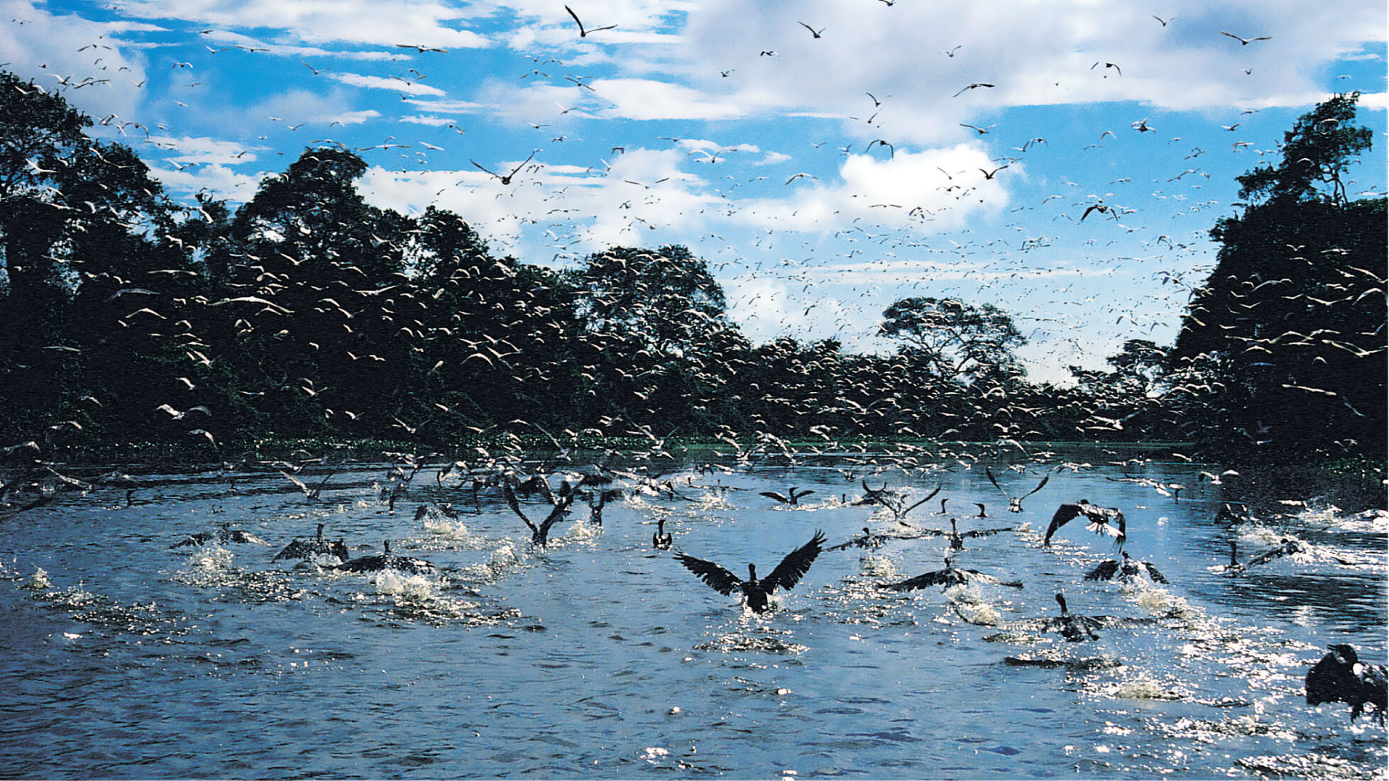 Flock of birds taking flight over the Amazon River with dense rainforest in the background, Brazil. 