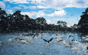 Flock of birds taking flight over the Amazon River with dense rainforest in the background, Brazil. 
