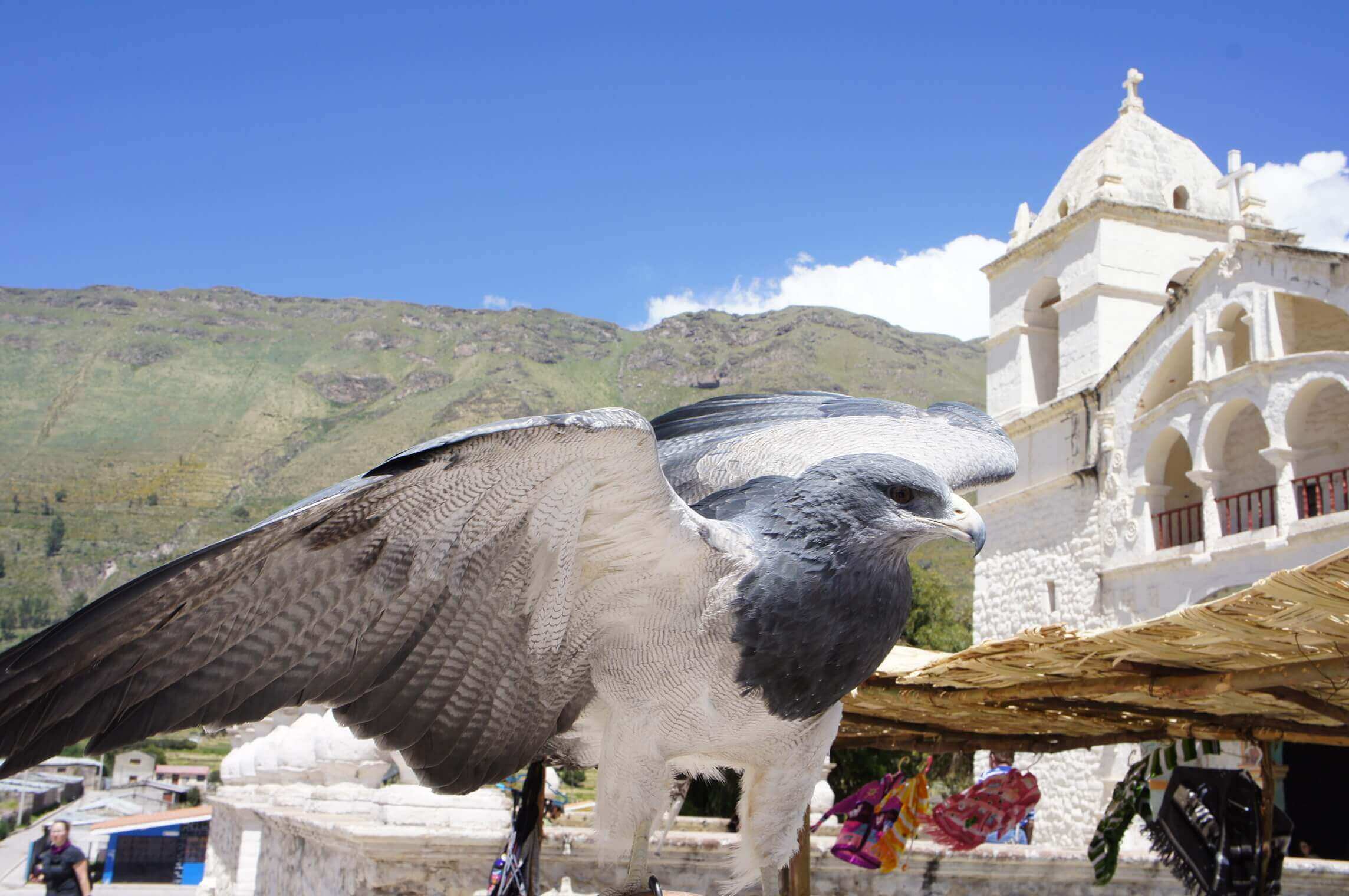 A majestic Andean condor spreads its wings near Chivay's whitewashed colonial church. 
