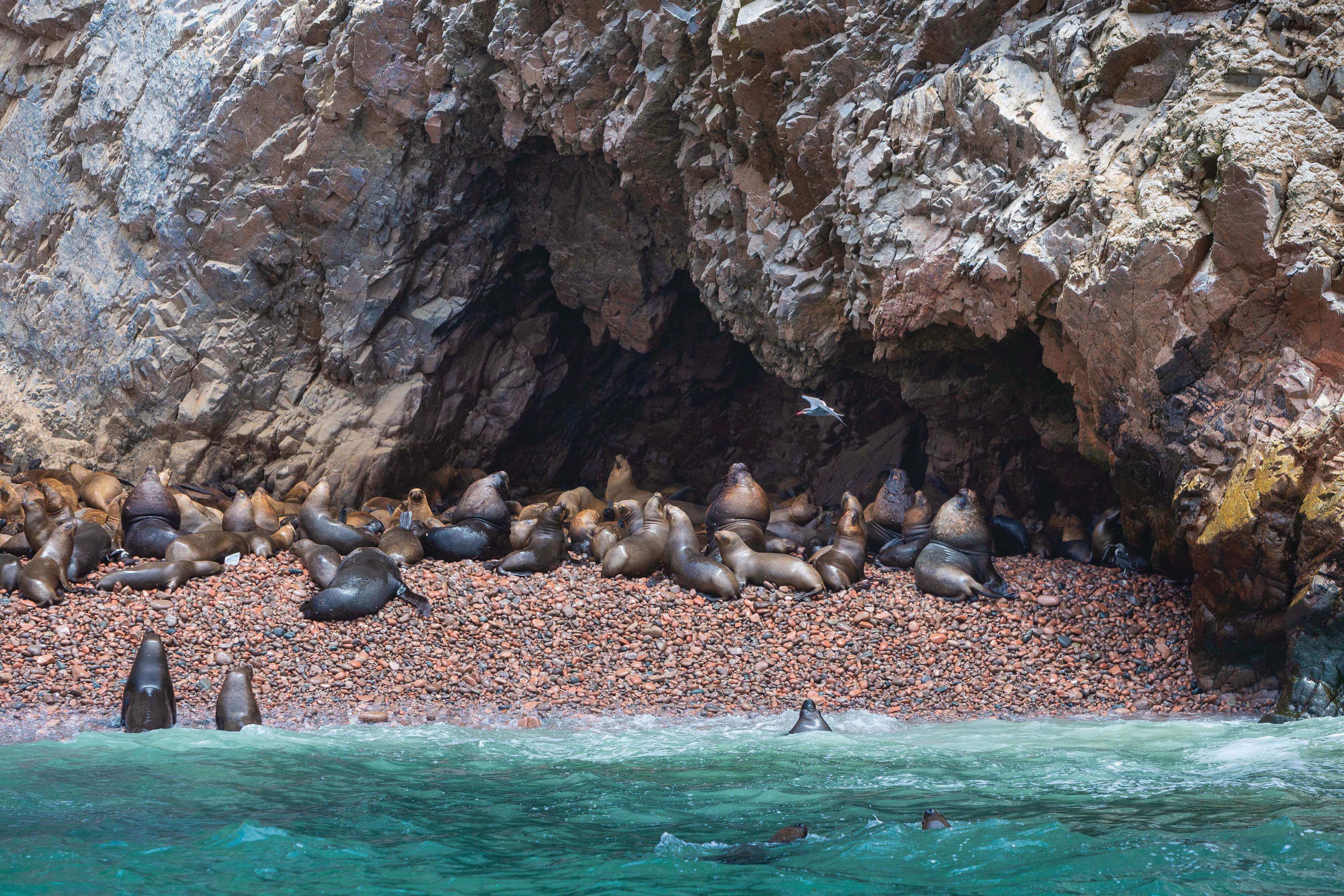 Sea lions lounging on the rock shores of Peru's Ballestas Islands, often called the Galapagos of Peru. 