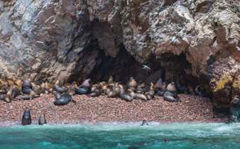 Sea lions lounging on the rock shores of Peru's Ballestas Islands, often called the Galapagos of Peru. 