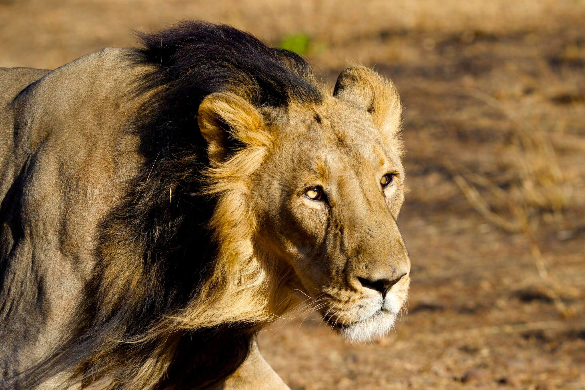 Parc National Gir