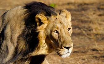 Parc National Gir