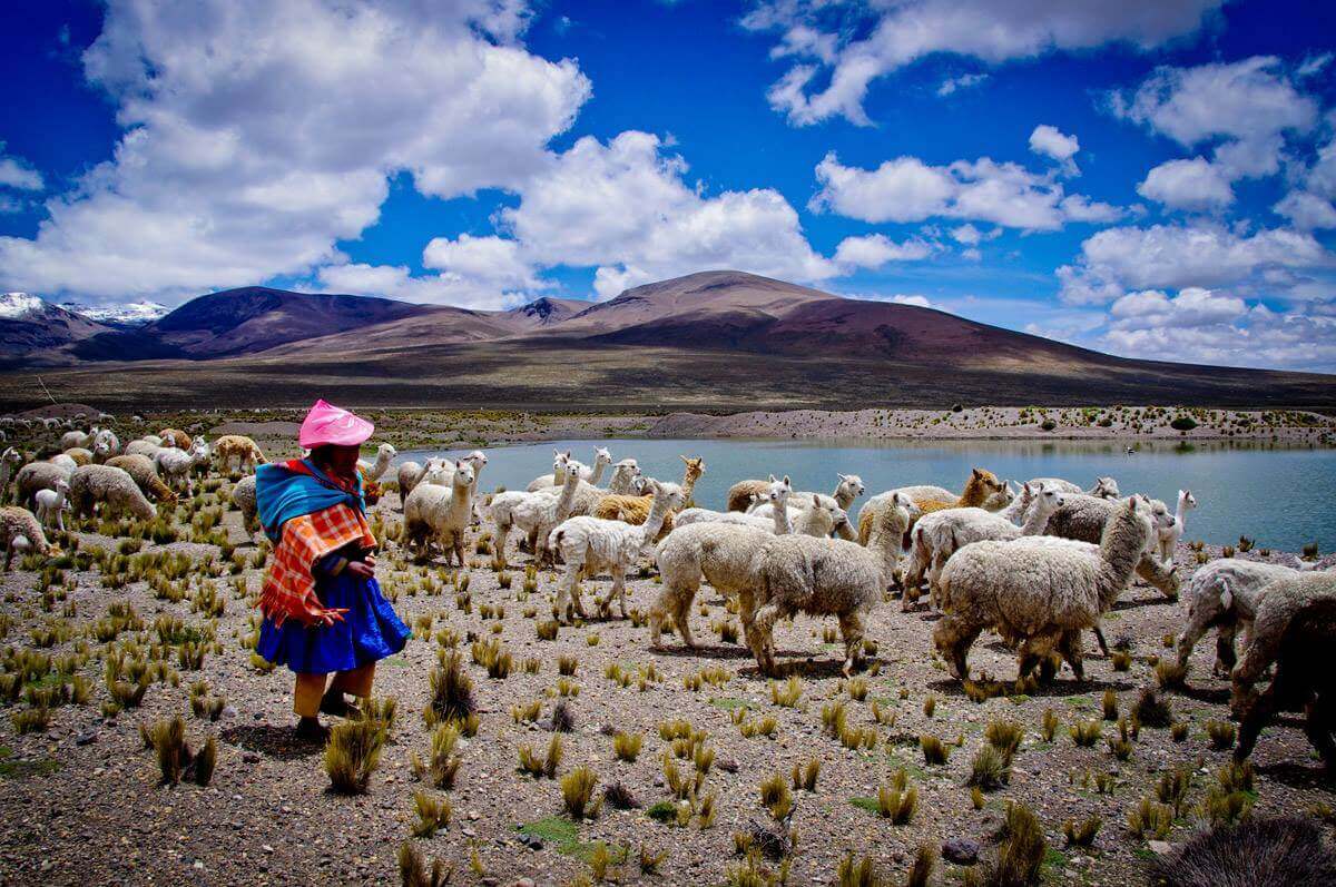 Sheep graze across the Andean Altiplano under vivid skies in South America. 
