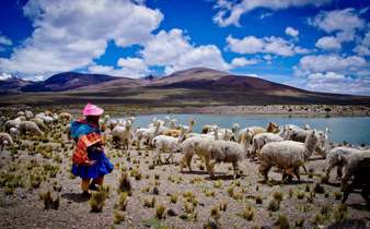 Sheep graze across the Andean Altiplano under vivid skies in South America. 