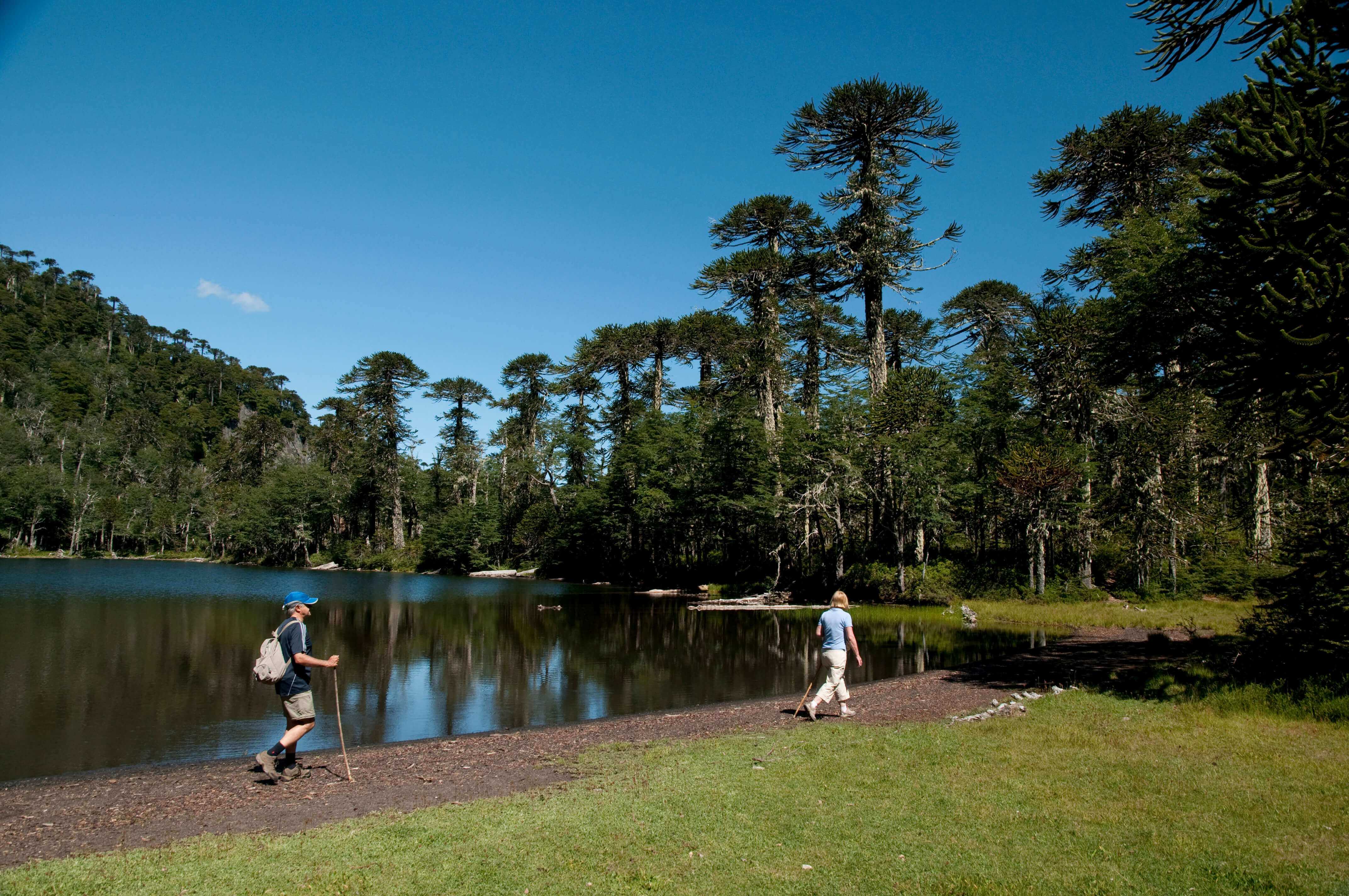 Two hikers walk beside a still lake framed by towering Araucaria trees in Chile's Lake District near Puerto Montt. 
