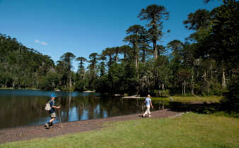 Two hikers walk beside a still lake framed by towering Araucaria trees in Chile's Lake District near Puerto Montt. 