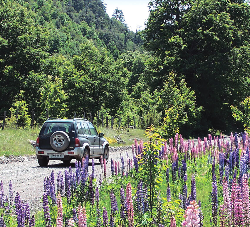 A car drives through blooming lupines on a gravel road surrounded by dense forest in Chile's Lake Region. 