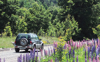 A car drives through blooming lupines on a gravel road surrounded by dense forest in Chile's Lake Region. 