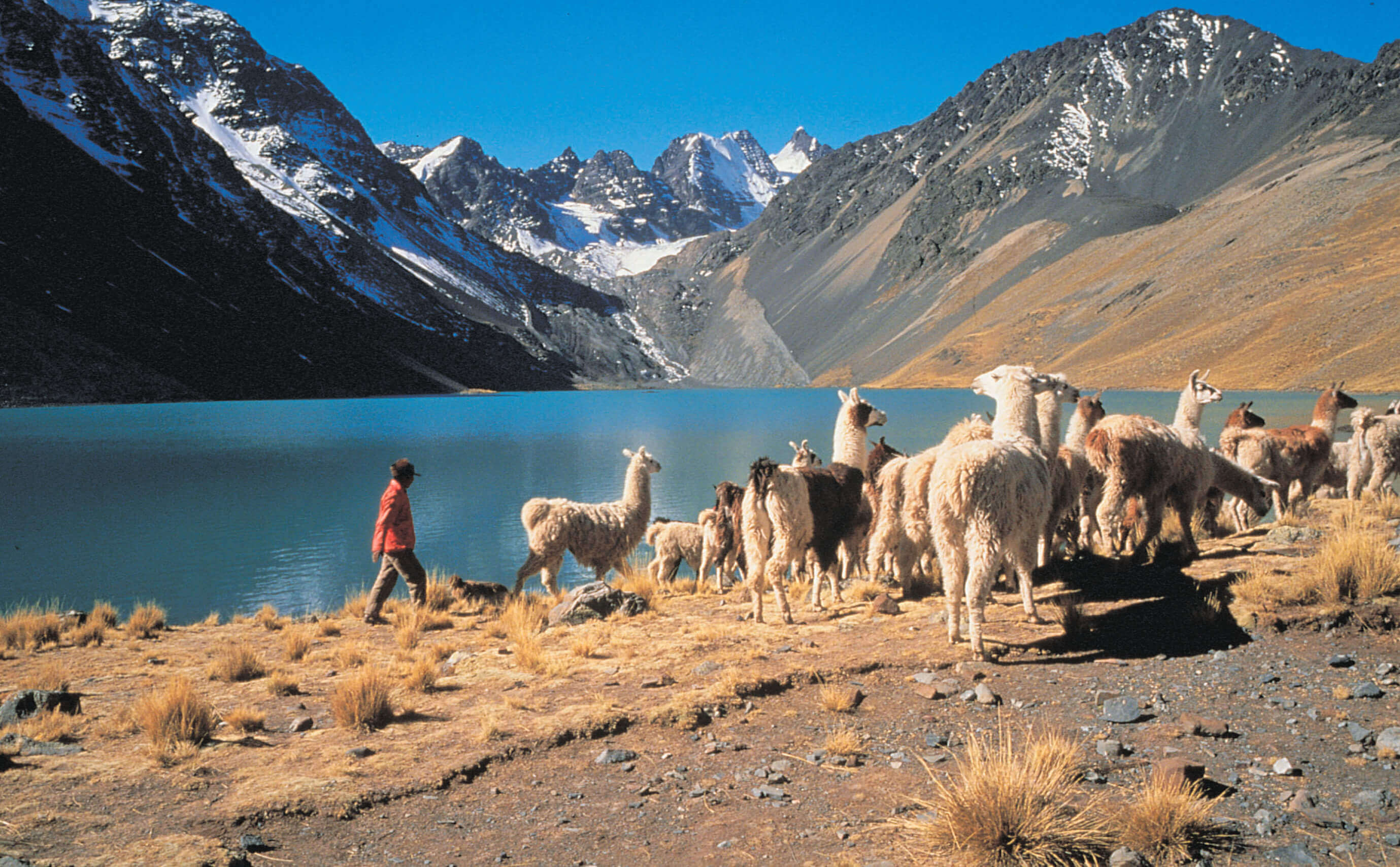 South America - Chile: Alpacas by Lake Chungara with the Andes mountains in the background. 