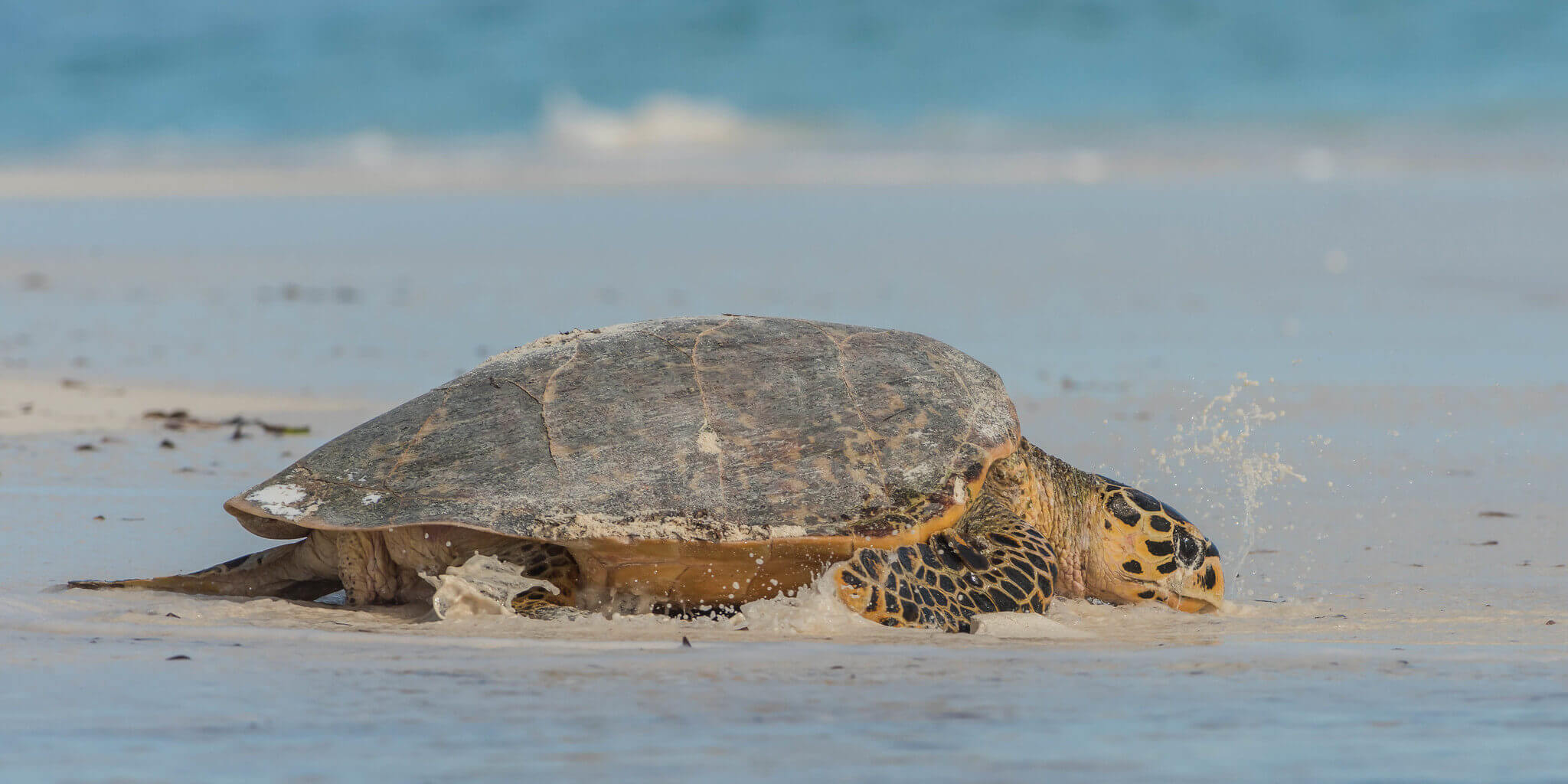 Tortue Luth en Guyane