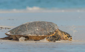 Tortue Luth en Guyane