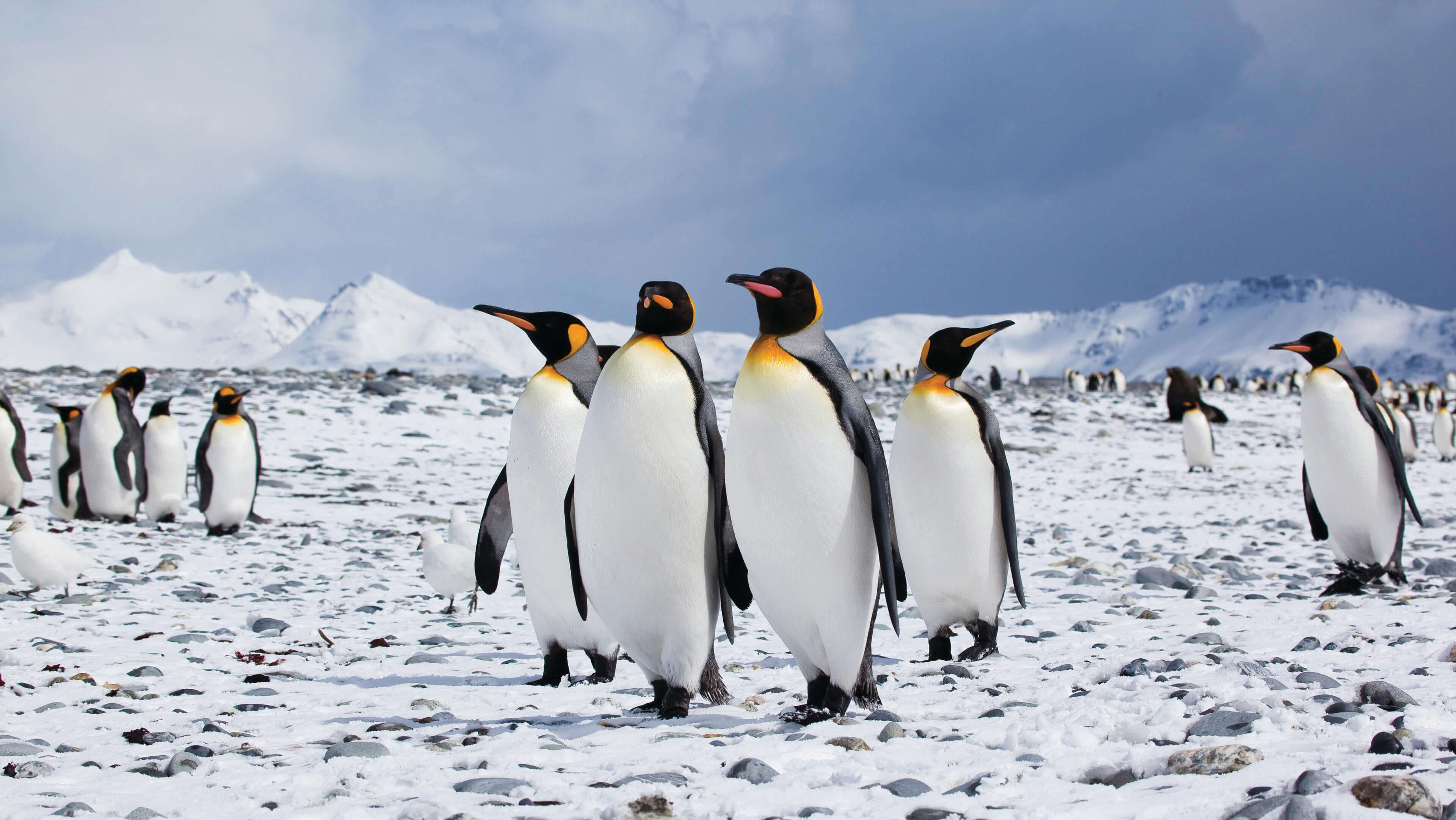 (C)Fotohannekedallmeijer Veda 091111 232 KINGPENGUINS 1
