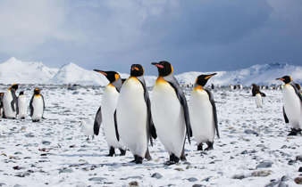 (C)Fotohannekedallmeijer Veda 091111 232 KINGPENGUINS 1