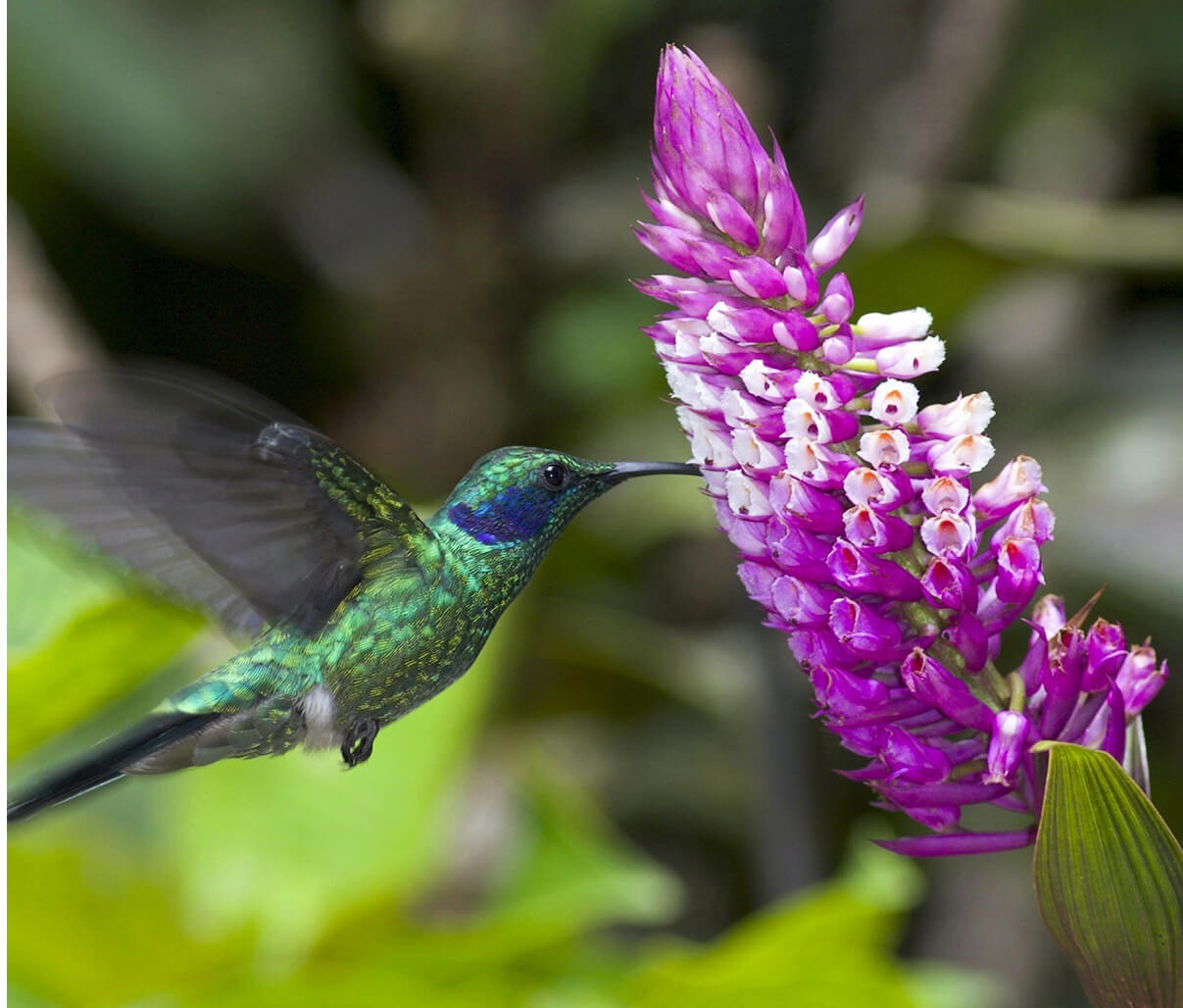 A vibrant hummingbird hovers mid-air to feed from a blooming purple flower in Costa Rica's rainforest. 