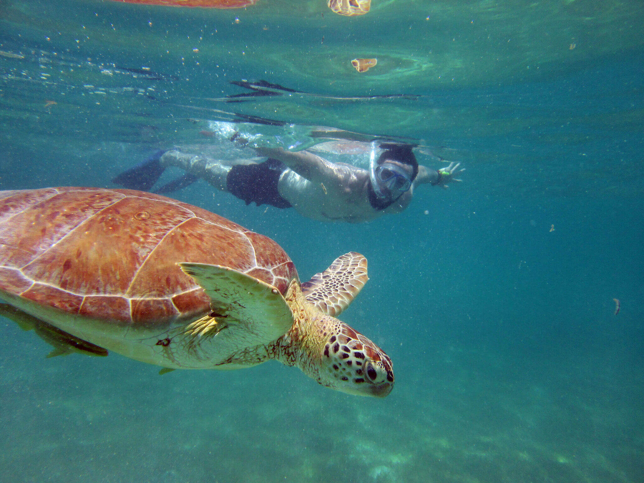 Snorkeler swimming alongside a sea turtle in the clear blue waters of the Yucatan Peninsula, Mexico. 