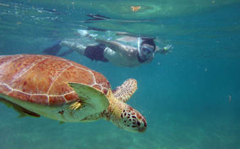 Snorkeler swimming alongside a sea turtle in the clear blue waters of the Yucatan Peninsula, Mexico. 