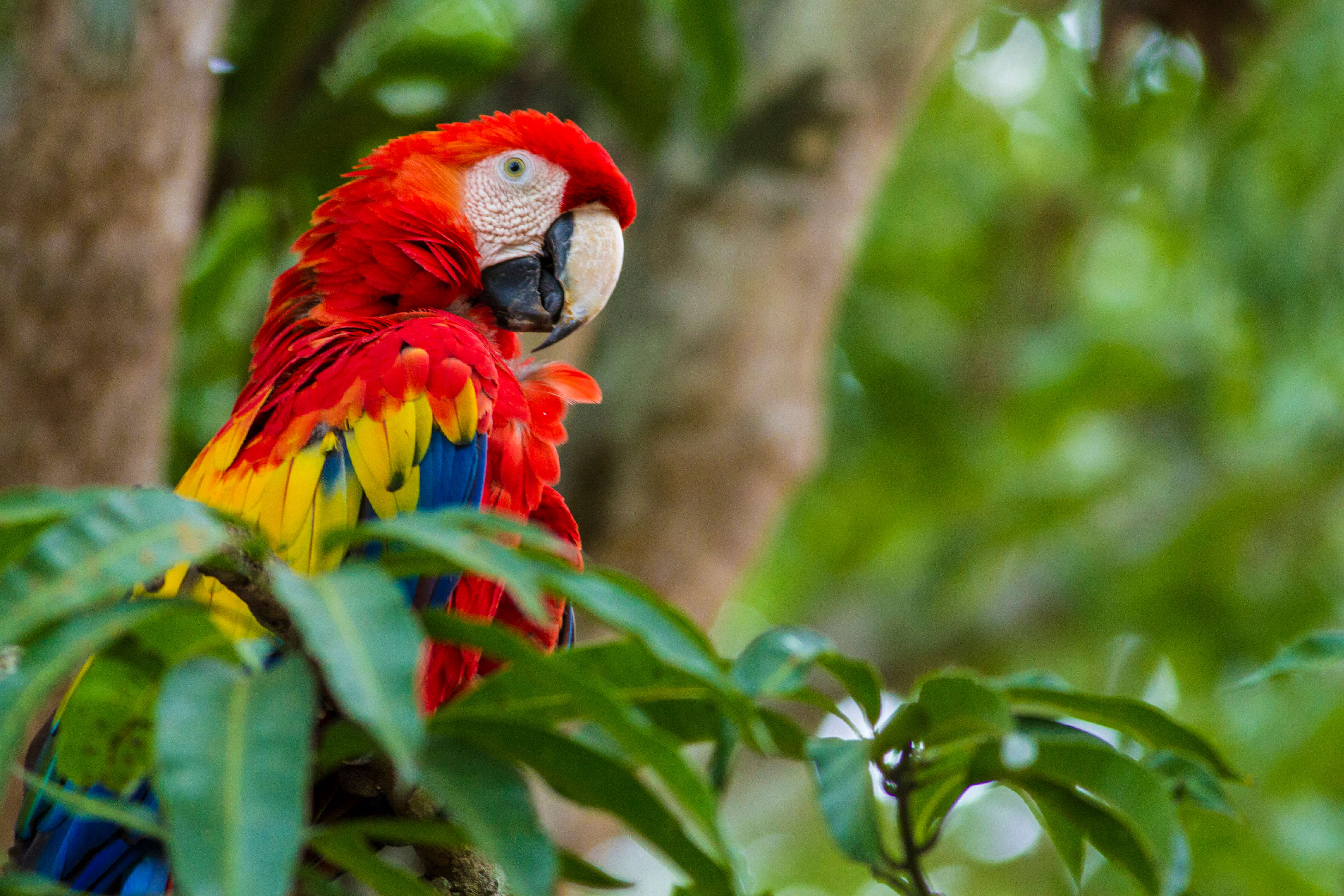 A vibrant scarlet macaw perches macaw perches among lush foliage, radiating color in Costa Rica's wild canopy. 