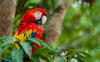 A vibrant scarlet macaw perches macaw perches among lush foliage, radiating color in Costa Rica's wild canopy. 