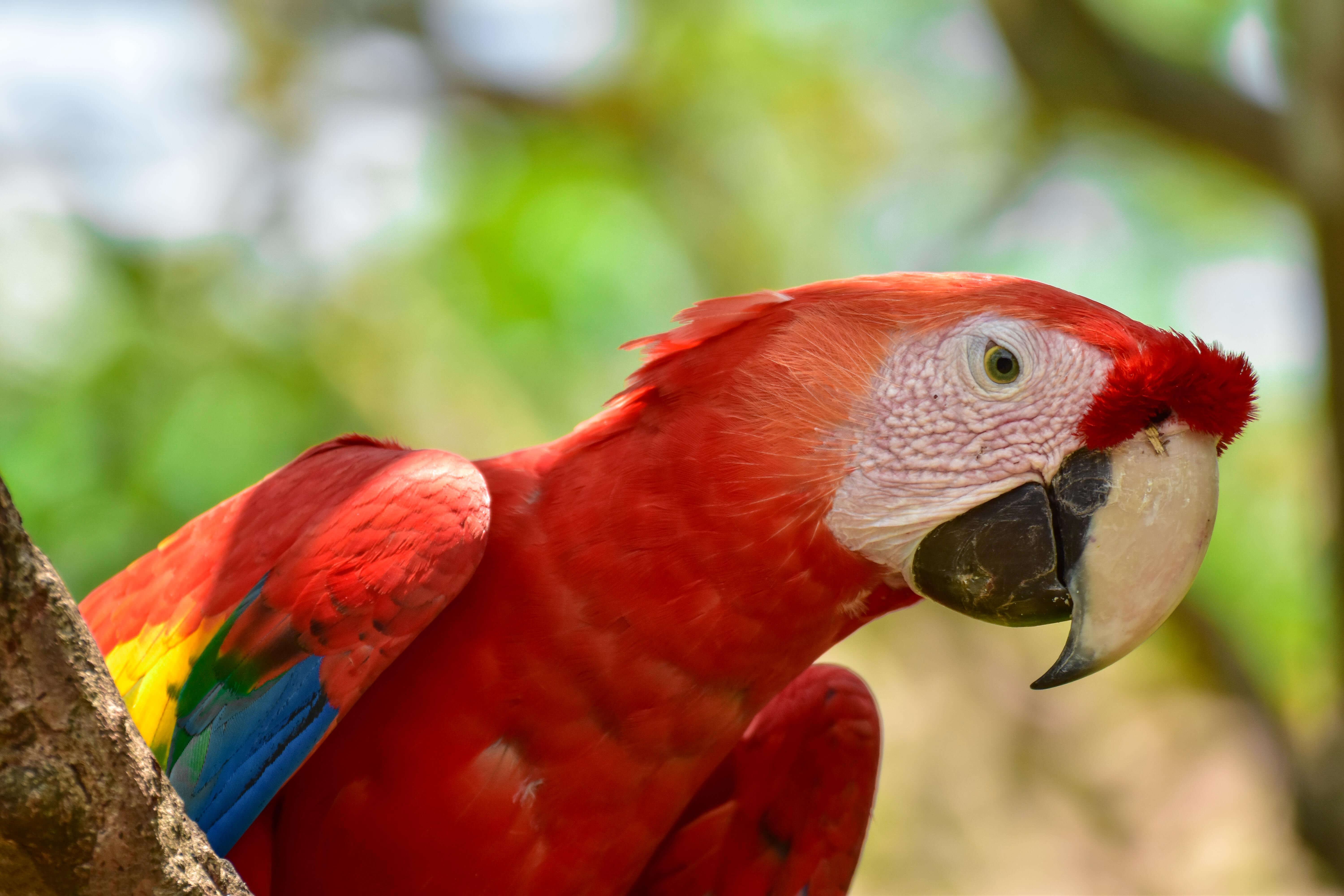 Brilliant red feathers and a piercing gaze - this scarlet macaws stands out against the rainforest canopy. 