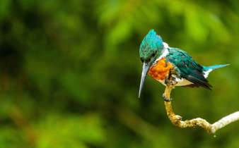 Birdwatching