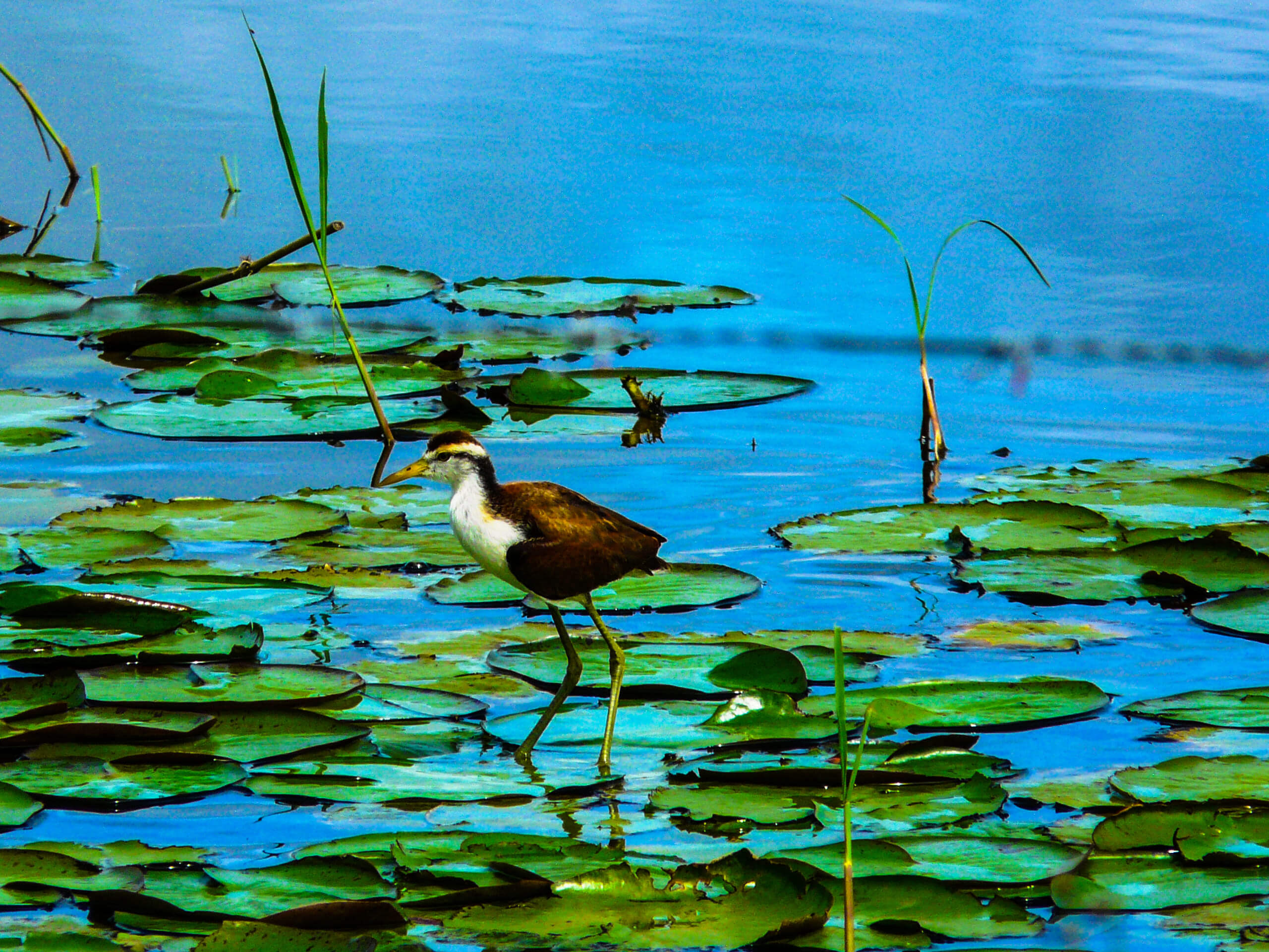 Bird Cr 088
