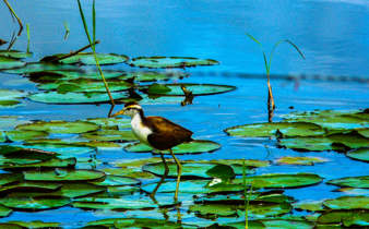Bird Cr 088