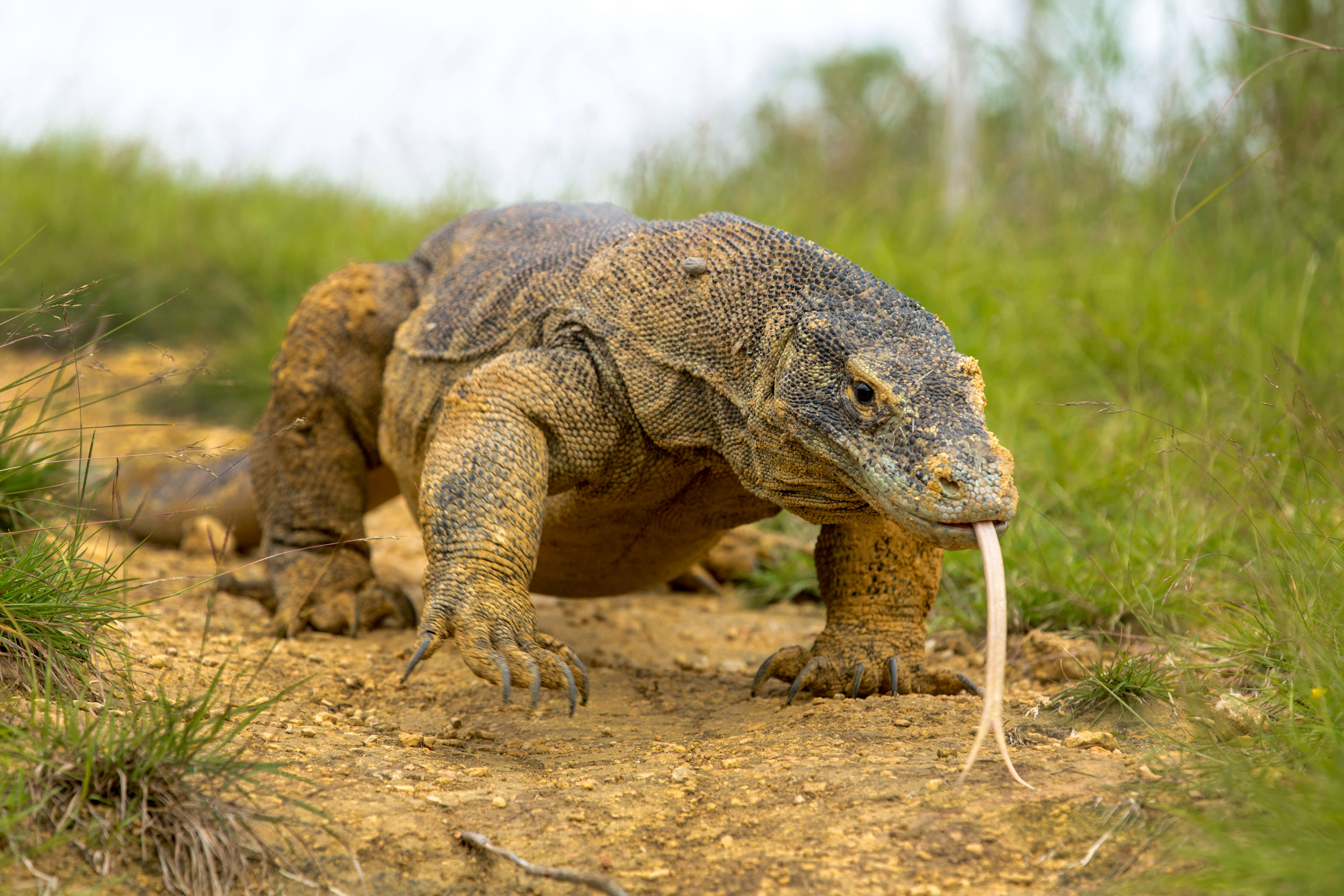 A close-up of a Komodo dragon with tongue extended, crawling across the dry grassland of Komodo Island, Indonesia. 