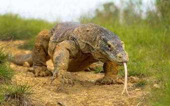 A close-up of a Komodo dragon with tongue extended, crawling across the dry grassland of Komodo Island, Indonesia. 
