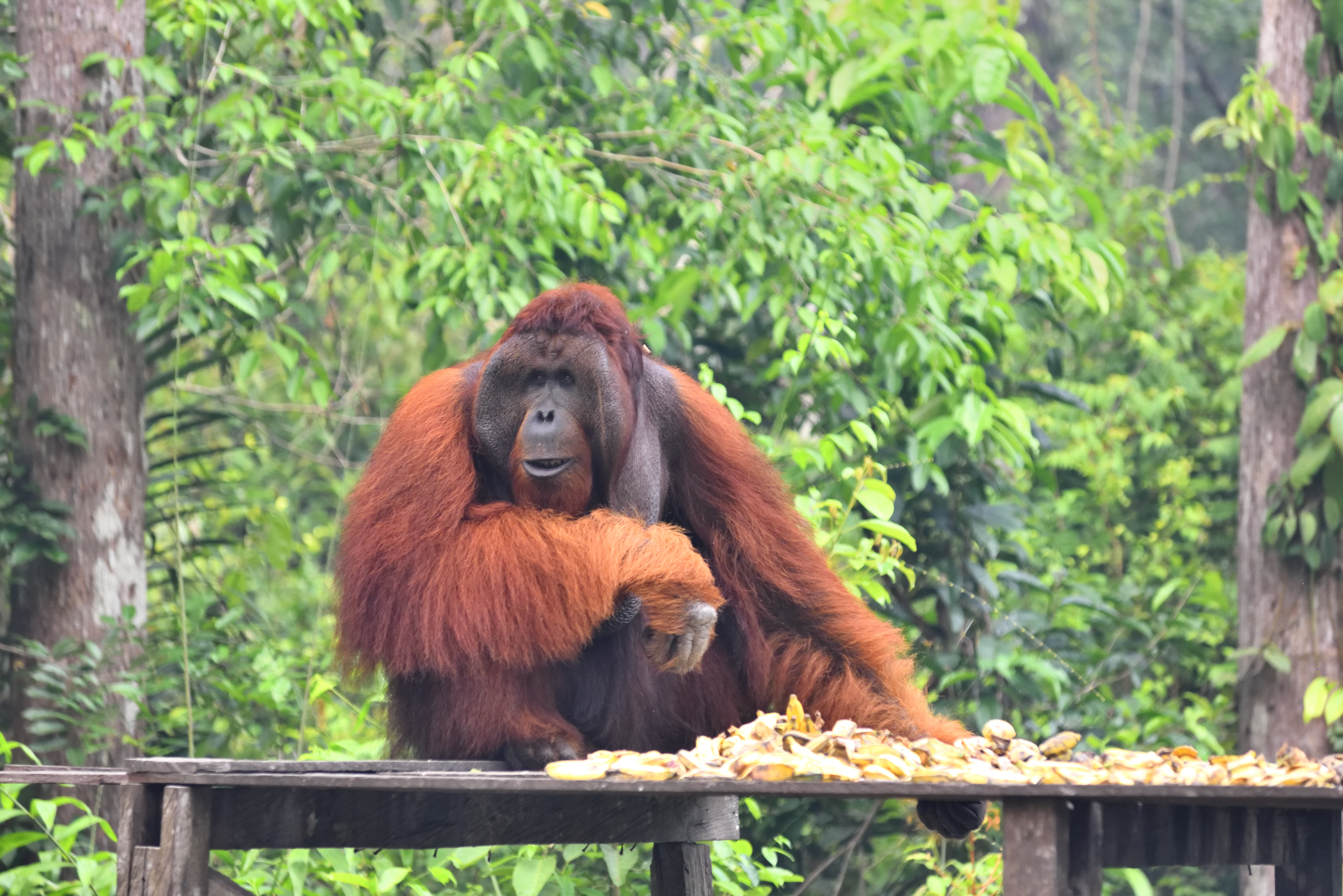 A dominant male orangutan sits at a feeding platform in the Kalimantan jungle, surrounded by lush greenery and natural habitat. 