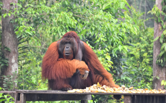 A dominant male orangutan sits at a feeding platform in the Kalimantan jungle, surrounded by lush greenery and natural habitat. 