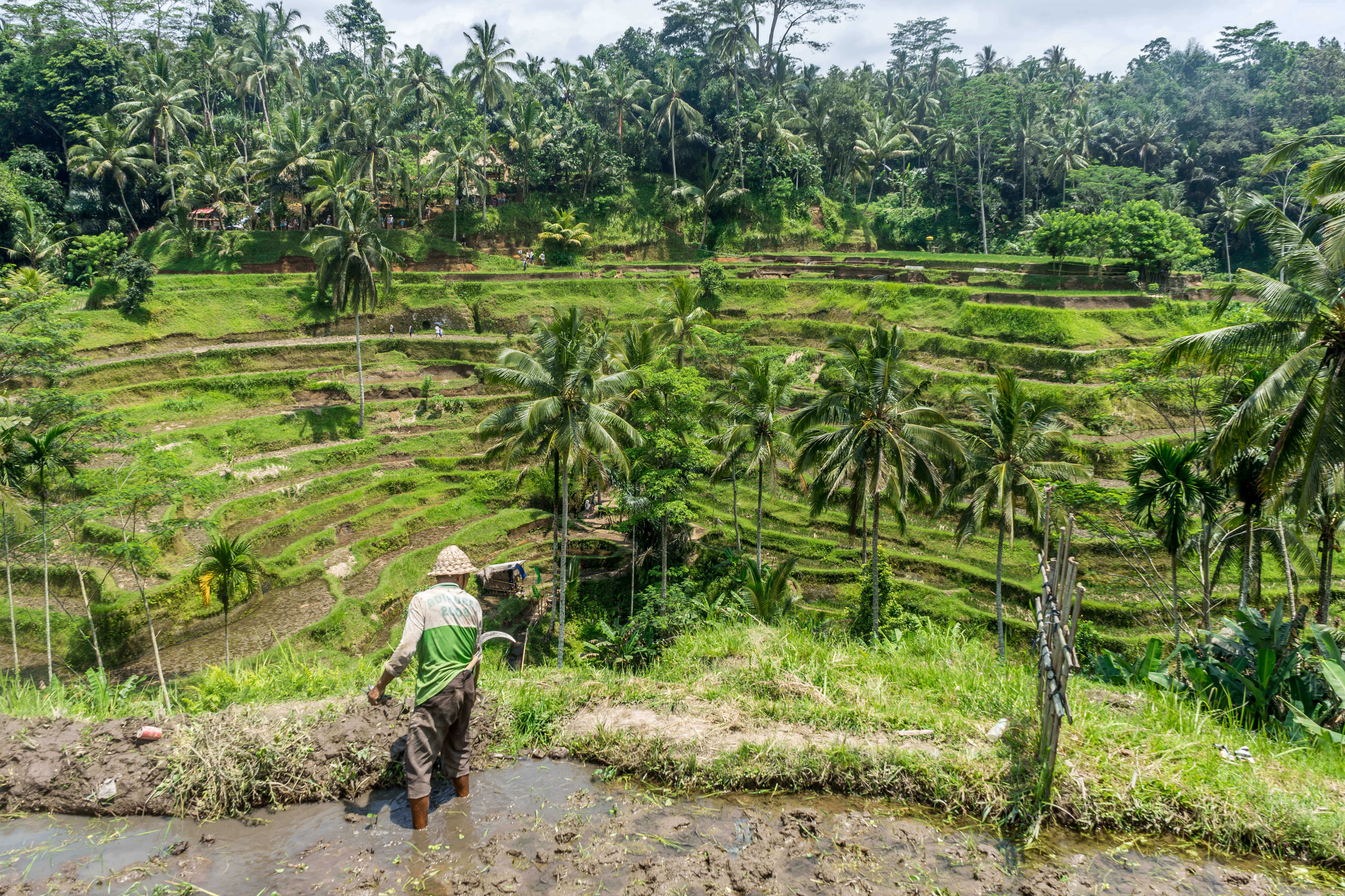 A farmer surveys the green rice terraces of Ubud, surrounded by tropical palms and layered fields in Bali, Indonesia. 