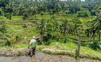 A farmer surveys the green rice terraces of Ubud, surrounded by tropical palms and layered fields in Bali, Indonesia. 