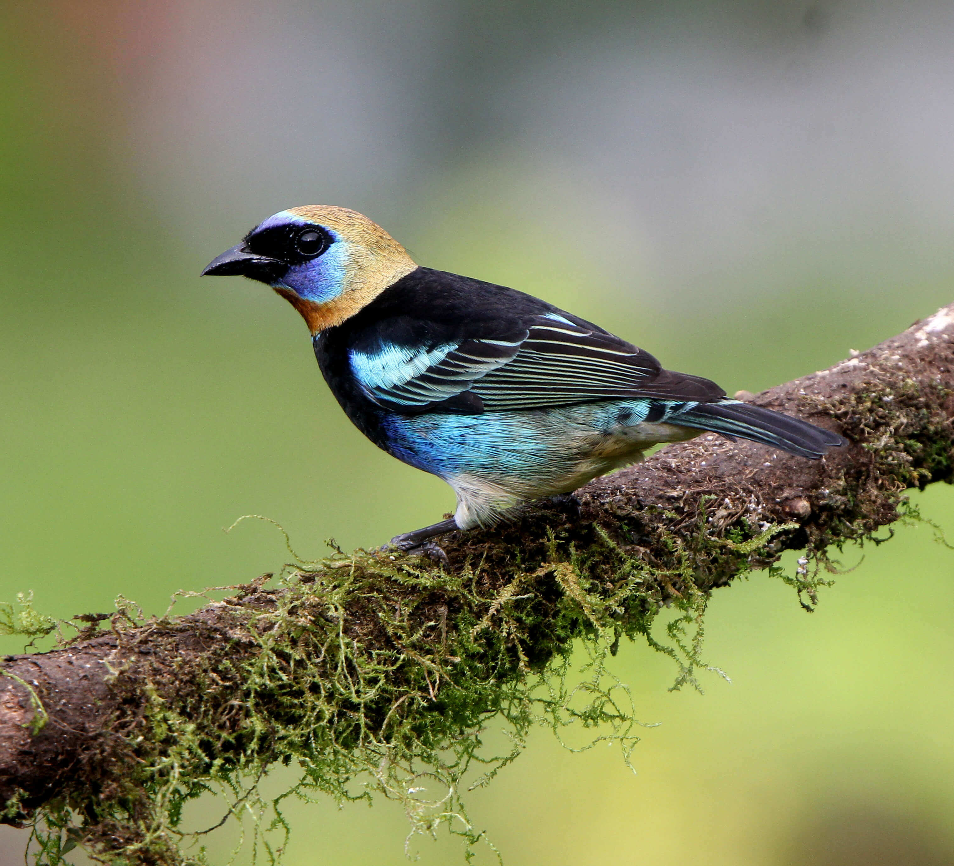 Golden hooded tanager 
