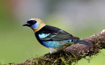 Golden hooded tanager 
