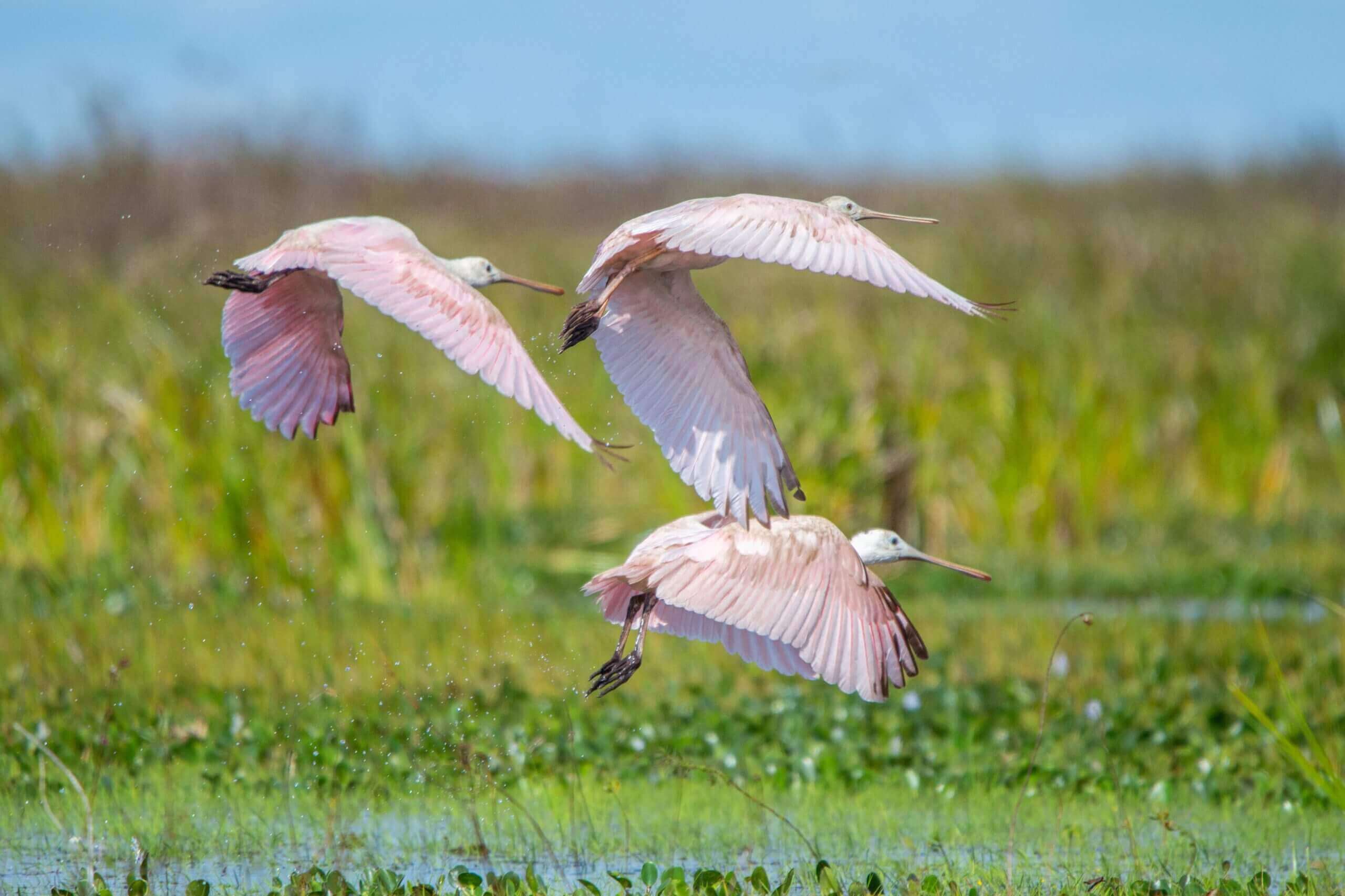 Thriving birdlife