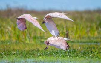 Thriving birdlife