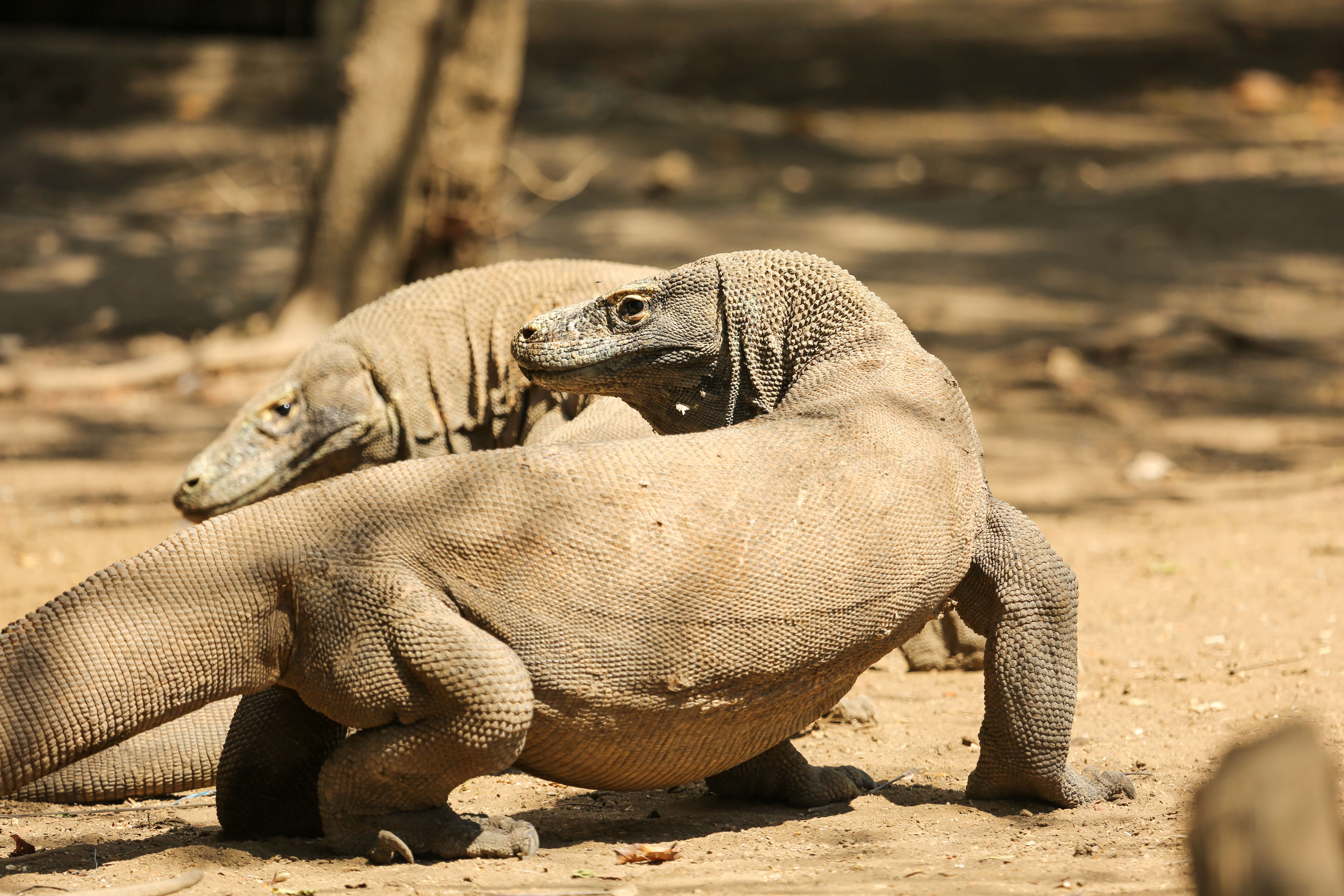 Two Komodo dragons bask on the sunlit ground of Komodo Island, Indonesia. 