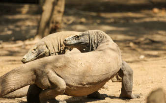 Two Komodo dragons bask on the sunlit ground of Komodo Island, Indonesia. 