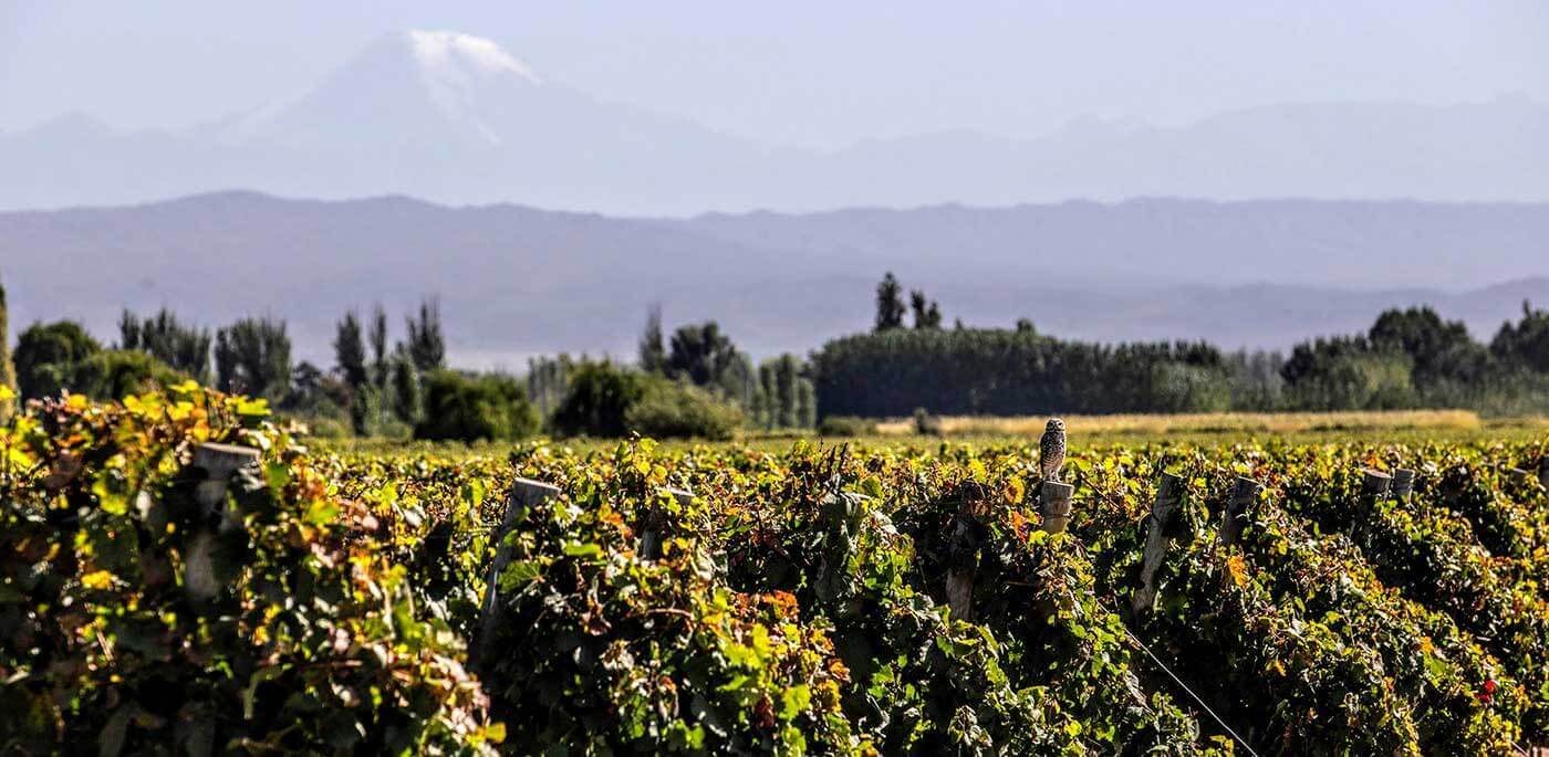 Circuit Vin Argentine