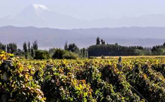 Circuit Vin Argentine