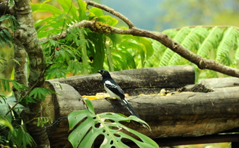 Birdwatching