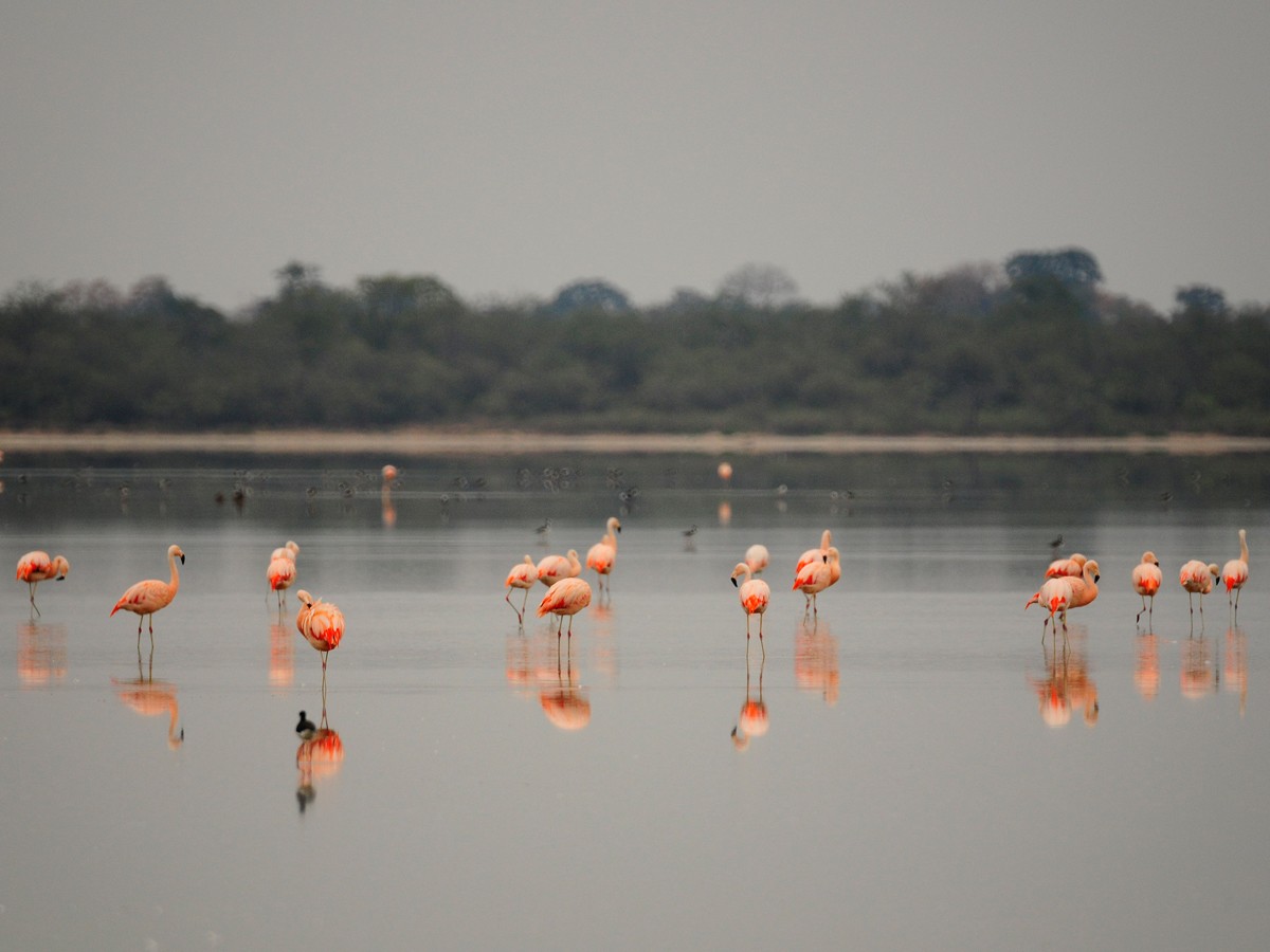Chaco Paraguay Faune