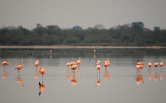 Chaco Paraguay Faune