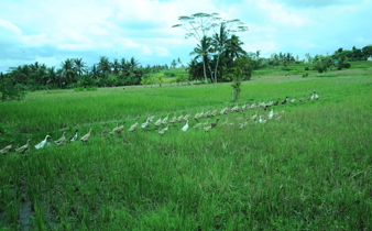 A line of ducks crosses vibrant rice paddies beneath a tropical sky in the rural hearth of Ubud, Bali, Indonesia. 